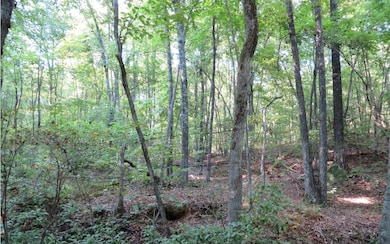 Additional View