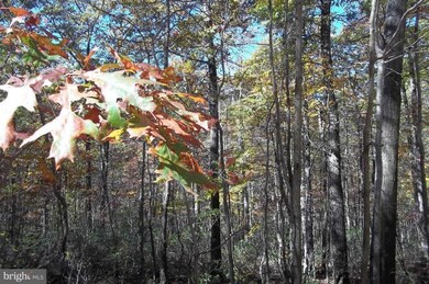0 Johnny Cake Rd unit 1004197136, Great Cacapon, WV 25422 - photo 3