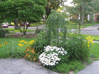 Front gardens-summer