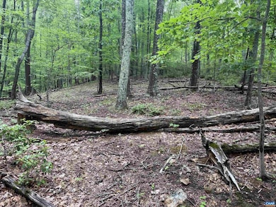 TBD Rabbit Valley Rd, North Garden, VA 22959 - photo 5