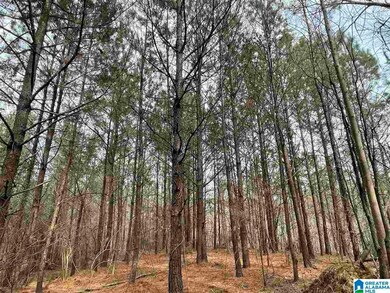 0 Bone Dry Rd unit 1, Kimberly, AL 35091 - photo 5