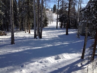 View up the driveway from the cabin.