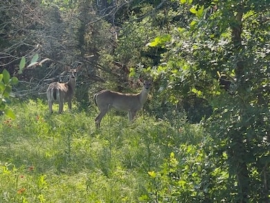 Tbd Co Rd 382, Carlton, TX 76436 - photo 6