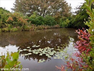 Lily Pond