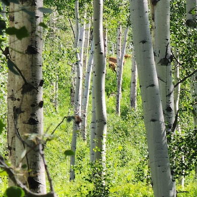 TBD Z South Rd unit (240 Acres), Whitewater, CO 81527 - photo 5
