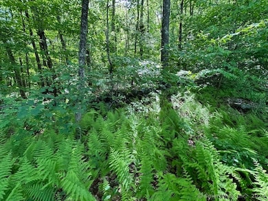 Sloping wooded land next to the roughed in driveway