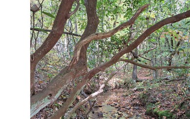 Additional View