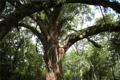 100+ year old oak tree