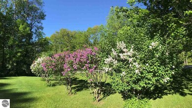 Lilacs in Bloom