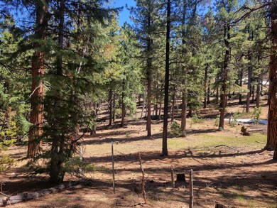 National Forest1