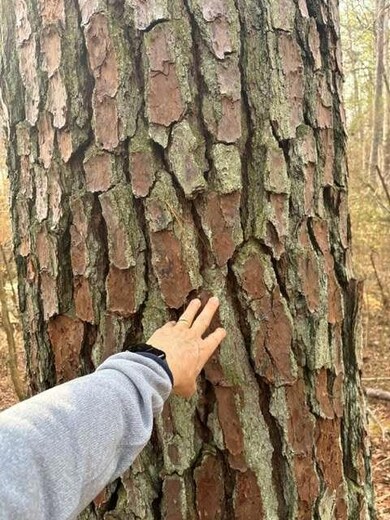 2994 Mount Zion Rd, Carrollton, GA 30117 - photo 4