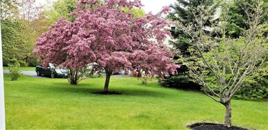 moffett.flwr.tree