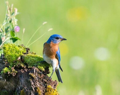 Close to SC's Blue Bird Sanctuary