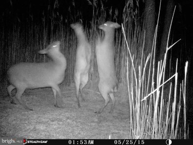 0 Wesley Church unit MDDO2000162, Toddville, MD 21672 - photo 7