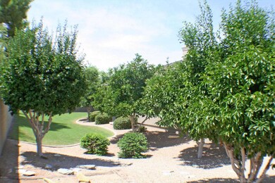 Backyard Citrus Orchard