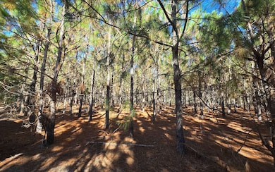 TBD-2 221st Rd, Dowling Park, FL 32060 - photo 6