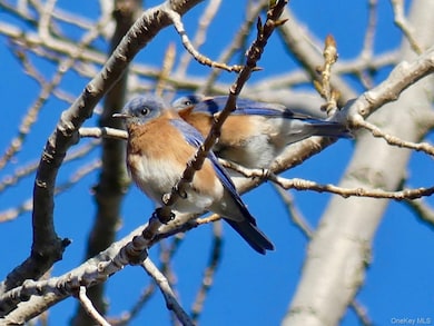 904 Dean Ave, Bronx, NY 10465 - photo 3