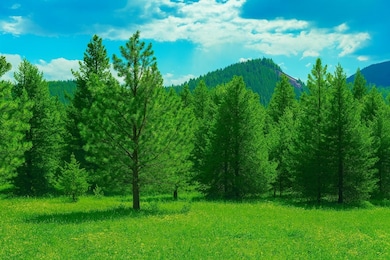 35xx Mountainview Rd, Chewelah, WA 99109 - photo 4