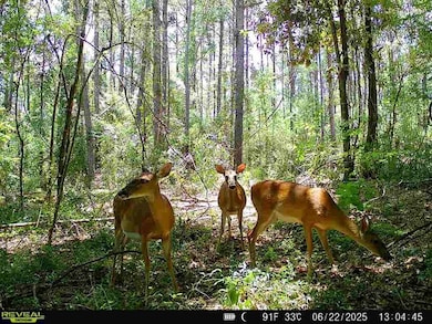 Hwy 1058 unit LotWP003, Kentwood, LA 70444 - photo 7