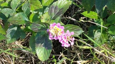 2408 Diana St, Donna, TX 78537 - photo 6