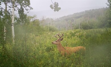 55966 Hannahs Way, Clark, CO 80428 - photo 5