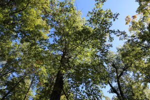 1494 Wolf Springs Rd, Harrison, AR 72601 - photo 7