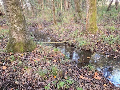 Brooks Rd, Hurtsboro, AL 36860 - photo 5