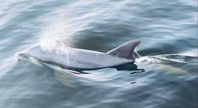 Dolphins