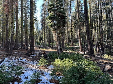 550 Cabbage Patch Log Rd, Tamarack, CA 95223 - photo 7