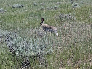 2627 Elk Creek Rd, Winnett, MT 59087 - photo 4