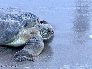 turtle