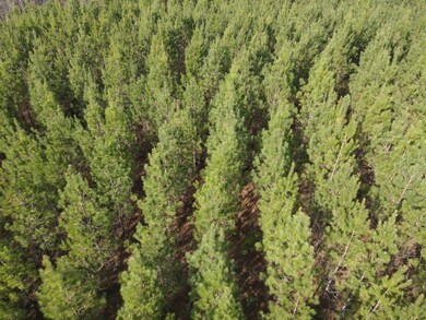 0 Mayberry Gulley Rd, Dozier, AL 36028 - photo 4