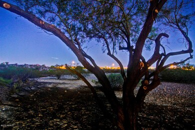 Back Yard-7