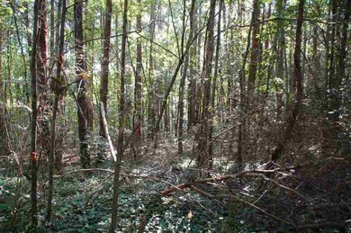 157 Honeywood Dr, West Union, SC 29696 - photo 5