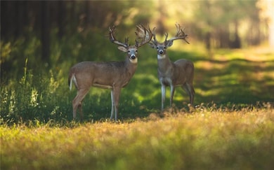 18618 Us Highway 43, Linden, AL 36748 - photo 3