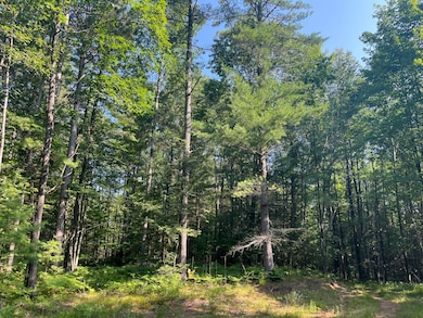 Forest View
