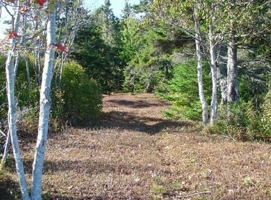 The Common Lot has a groomed trail...