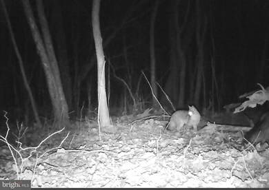 0 Off Cold Springs Rd unit VASH118084, Edinburg, VA 22824 - photo 7