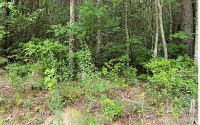 Additional View