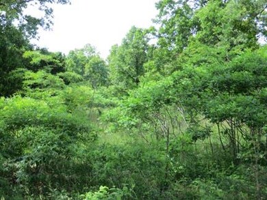 6369 sumertime bushes