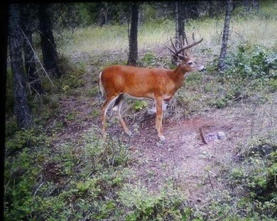 Big Rack Buck