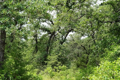 View of tree filled area
