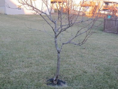 Peach Tree