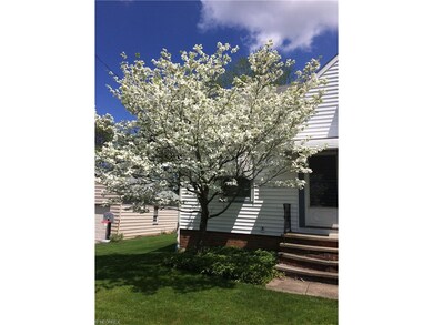 This beautiful dogwood blooms in the spring.