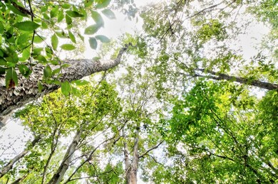 TBD Cr 751, Douglass, TX 75961 - photo 4