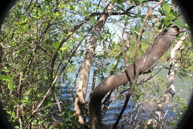 4.35 AC-DD Pine Ln, Crestview, FL 32536 - photo 5