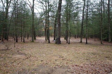 1161 Sandcreek Trail woods