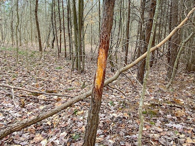 0 Beavers Ridge Rd unit 1 225010990, Peebles, OH 45660 - photo 5