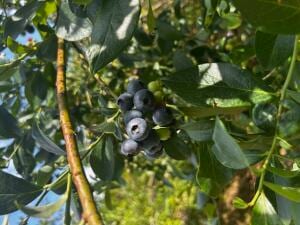 20 Spring Hill Ln, Collins, MS 39428 - photo 3