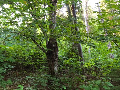 MixedGrowth2